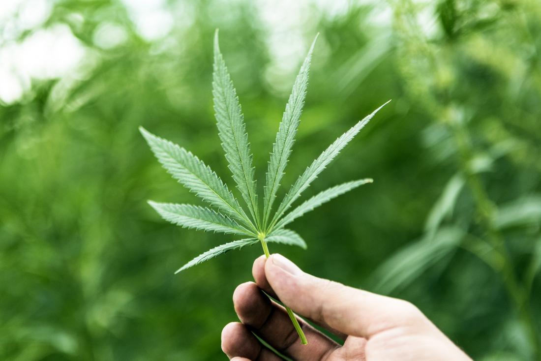 Relaxation of cannabis laws in Thailand