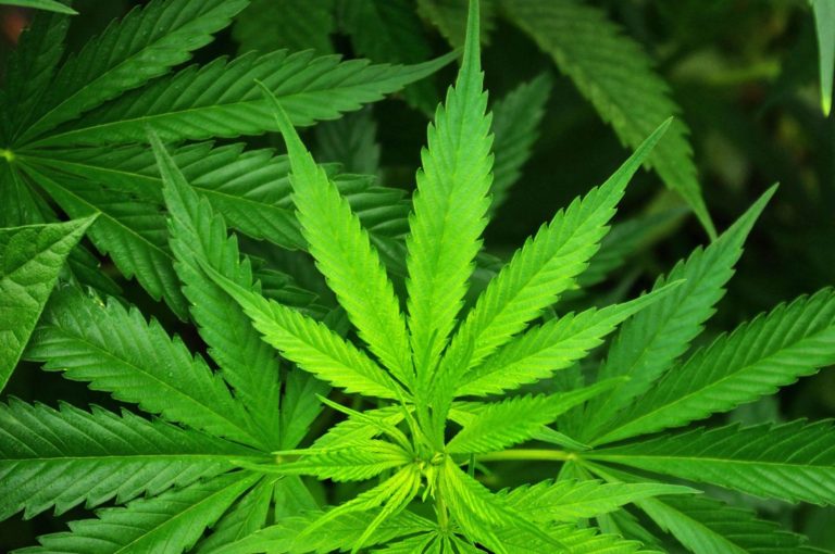 House Committee Guarantees No Delay in Cannabis Bill Vetting