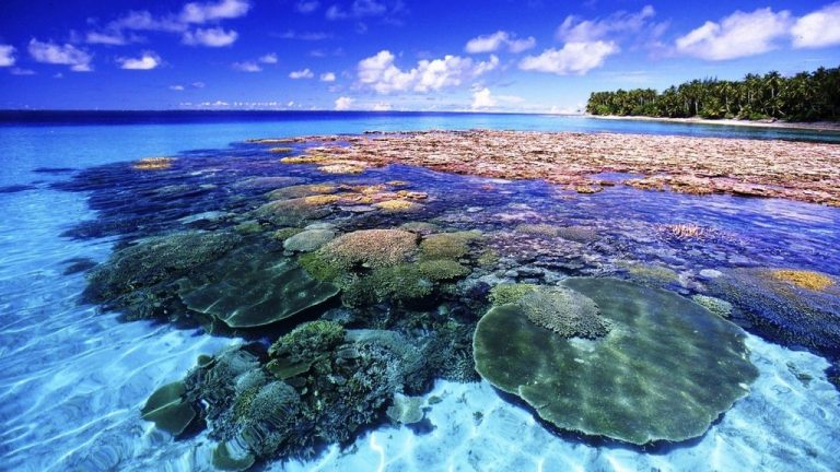 Pattaya implants artificial coral around Koh Larn