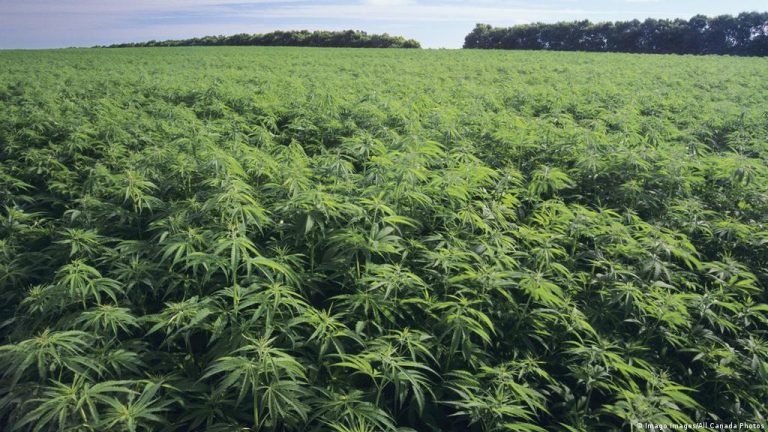 Thailand aspires to be a hub for hemp production