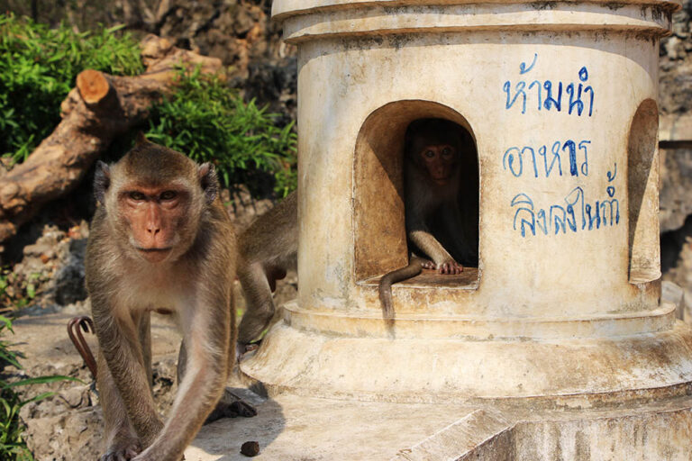 Macaque Relocation Plan Underway in Petchaburi Province Due to Issues Caused by Primates