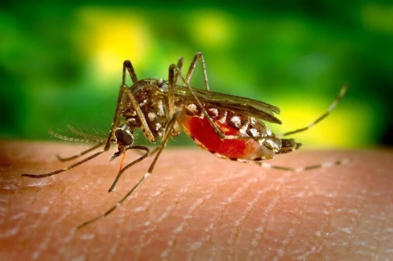 Thailand Faces Potential Dengue Fever Crisis as Cases Surge