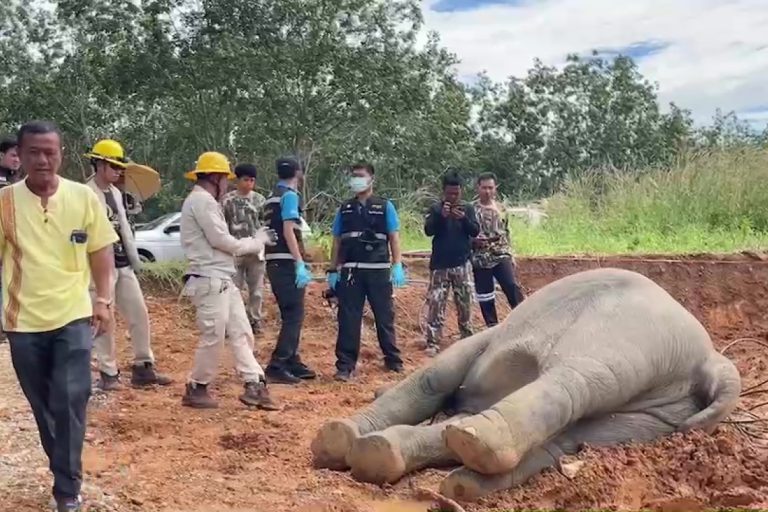 Baby Elephant Electrocuted While Playing with Electric Wires in Thai Orchard