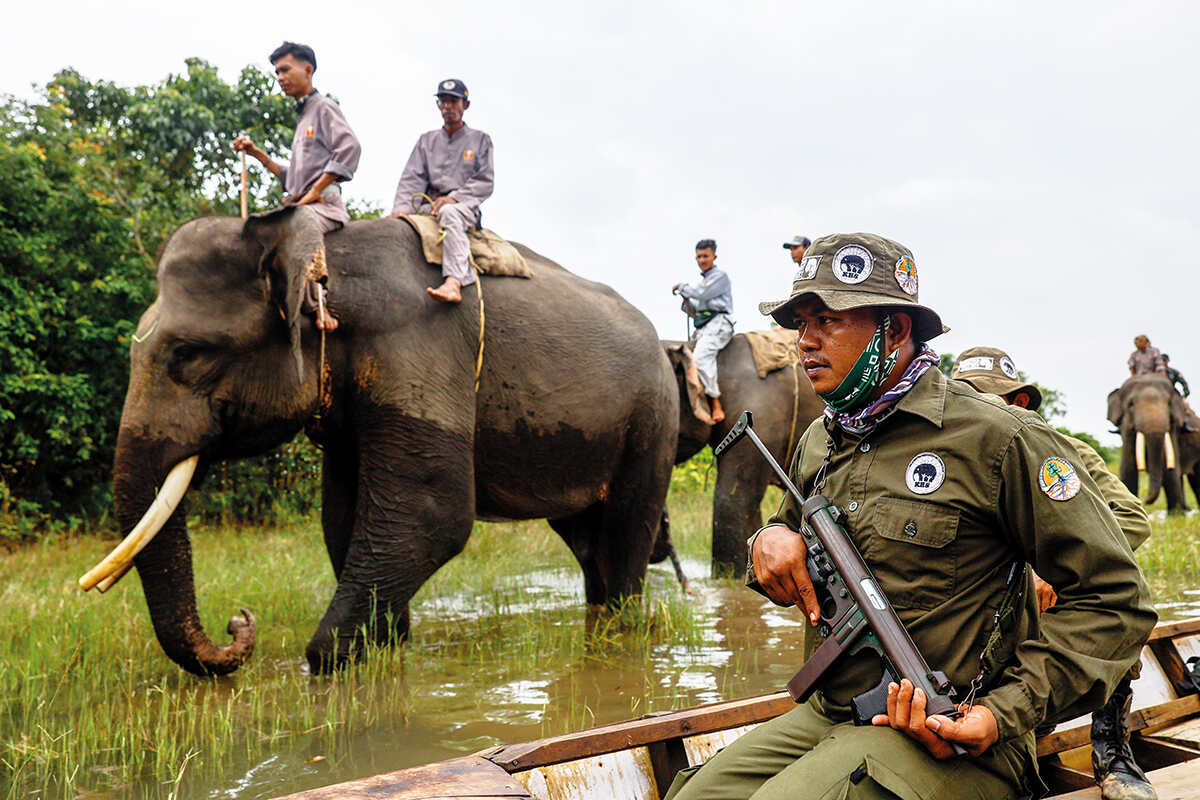 Thailand’s Bold Sterilisation Plan for Wild Elephants Sparks Debate