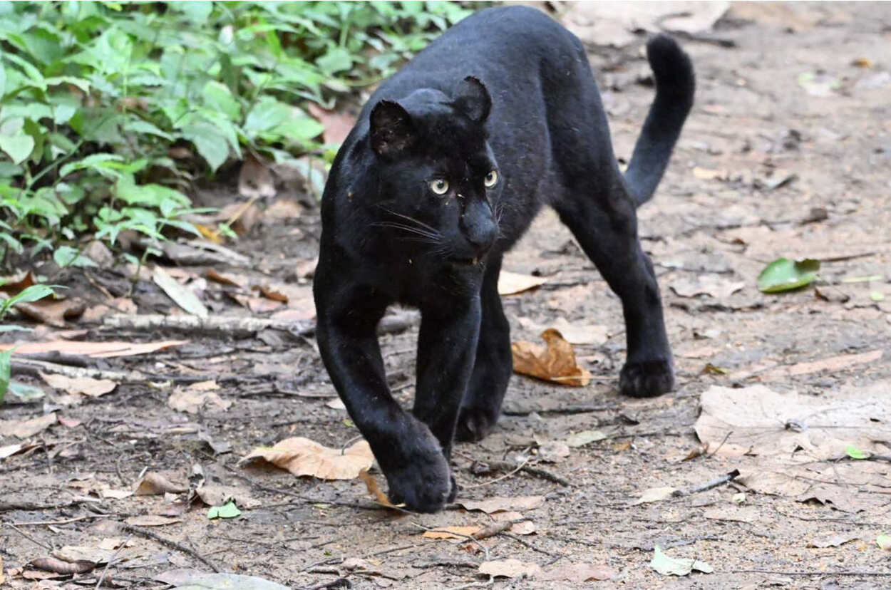 Black panther spotted in Kaeng Krachan near butterfly site