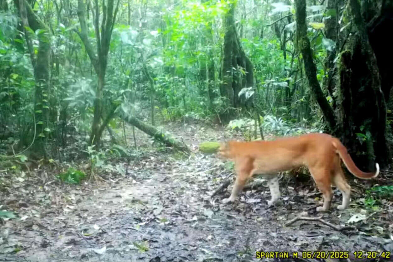 Rare Asiatic Golden Cat Filmed in Thai National Park
