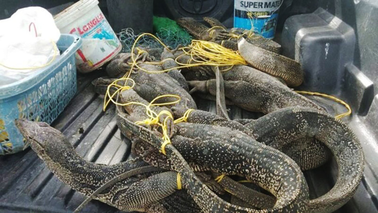 Thailand Approves Commercial Breeding of Water Monitors Amid Urban Population Surge